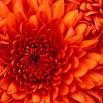 Image of a chrysanthemum